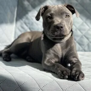 Baily