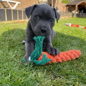 Oliver