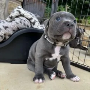 Milo